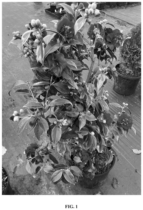Figure 1 of US plant patent PP36495, the photograph of Gordon's Flash printed in the patent.