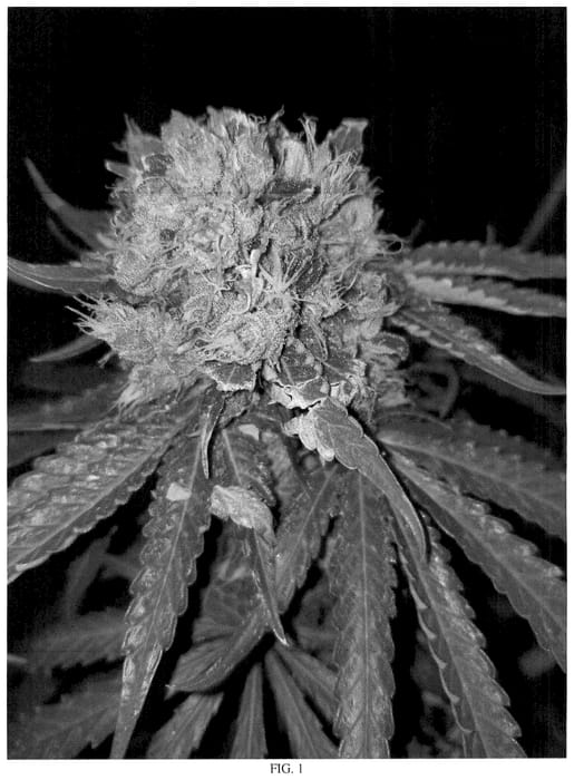 Figure 1 of US plant patent PP36496, the photograph of ow-1 printed in the patent.