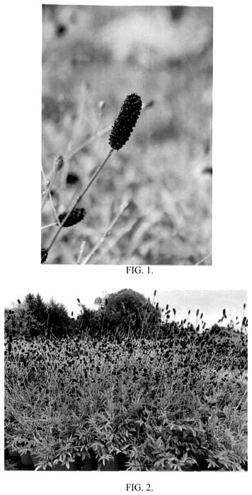 Figure 1 of US plant patent PP36497, the photograph of Plum Drops printed in the patent.