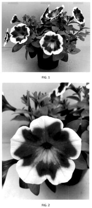 Figure 1 of US plant patent PP36498, the photograph of PEHY0084 printed in the patent.
