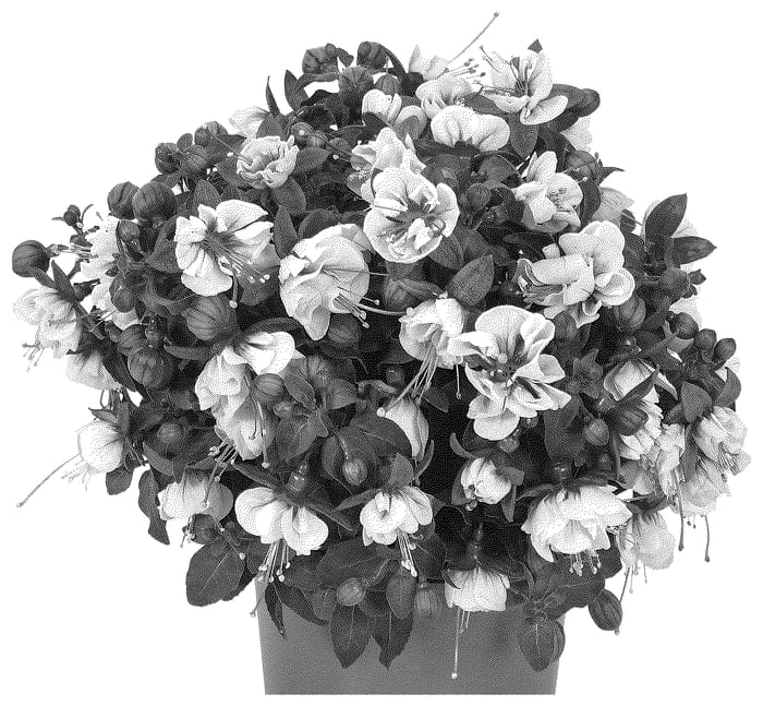 Figure 1 of US plant patent PP36499, the photograph of Dofuchbalara printed in the patent.