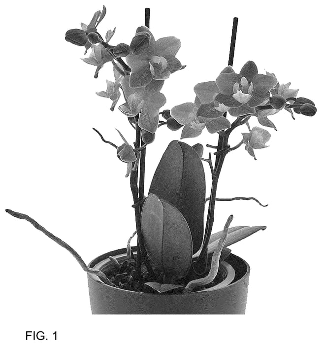 Figure 1 of US plant patent PP36500, the photograph of Snazzy printed in the patent.