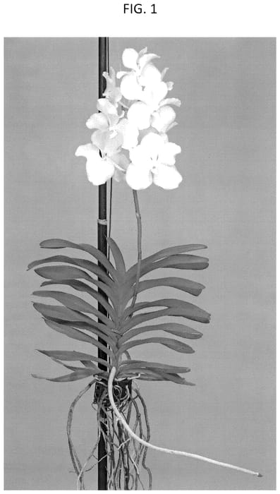 Figure 1 of US plant patent PP36501, the photograph of SPCDW2303 printed in the patent.