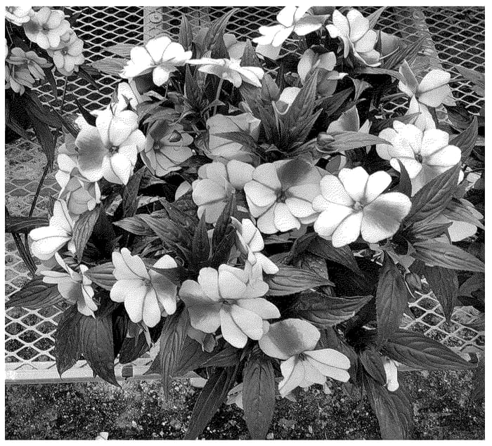 Figure 1 of US plant patent PP36502, the photograph of Dongimaviosta printed in the patent.