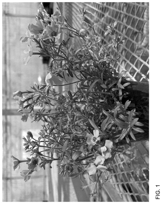Figure 1 of US plant patent PP36503, the photograph of Balsashink printed in the patent.