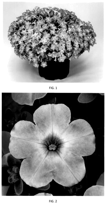 Figure 1 of US plant patent PP36504, the photograph of PEHY0082 printed in the patent.