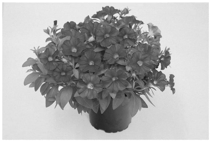 Figure 1 of US plant patent PP36505, the photograph of KLECA23590 printed in the patent.