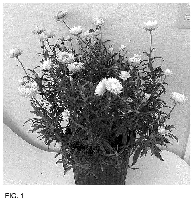 Figure 1 of US plant patent PP36506, the photograph of Bonxer 1842 printed in the patent.