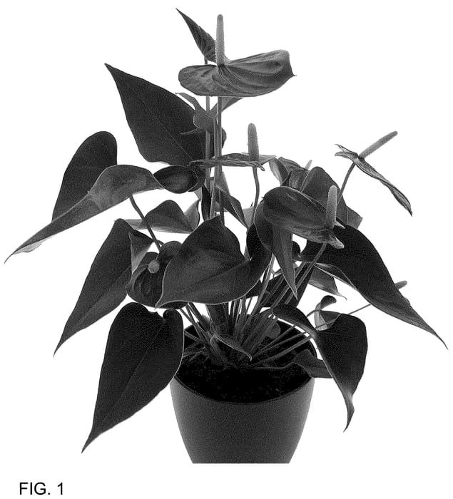 Figure 1 of US plant patent PP36507, the photograph of AN2599066 printed in the patent.
