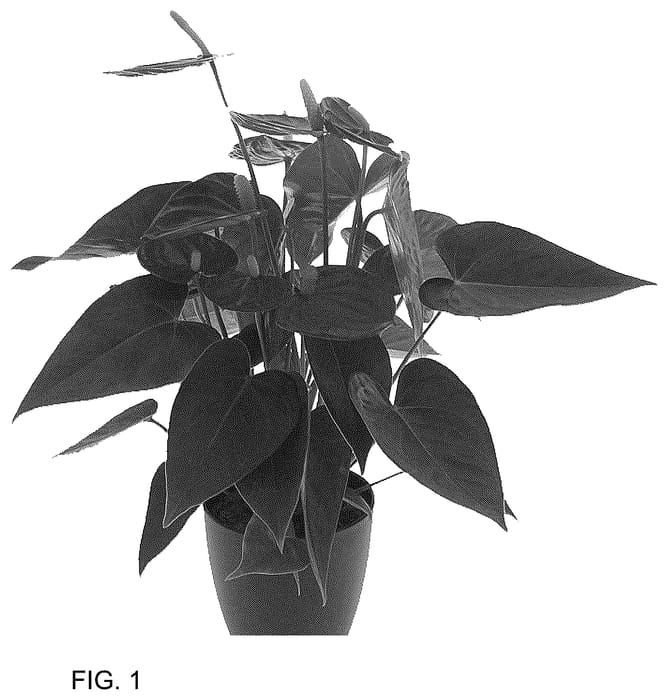 Figure 1 of US plant patent PP36508, the photograph of AN2729837 printed in the patent.