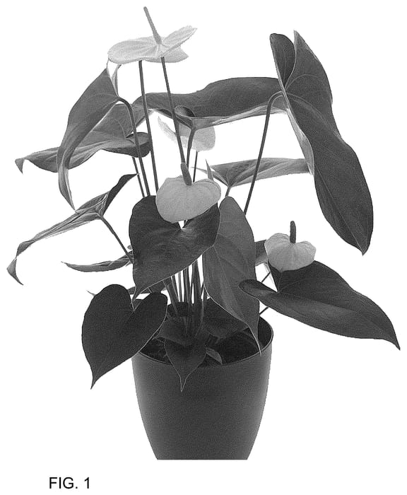 Figure 1 of US plant patent PP36509, the photograph of AN2772113 printed in the patent.