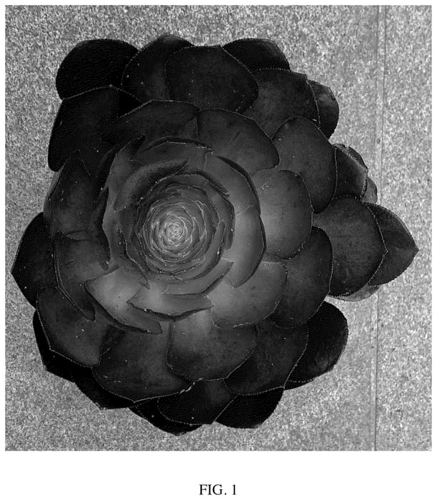 Figure 1 of US plant patent PP36510, the photograph of Vortex printed in the patent.