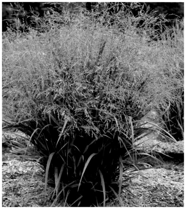 Figure 1 of US plant patent PP36511, the photograph of Nonesory printed in the patent.
