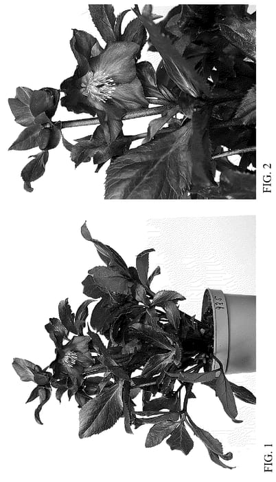 Figure 1 of US plant patent PP36512, the photograph of HG 1410 printed in the patent.