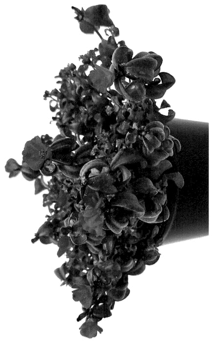 Figure 1 of US plant patent PP36513, the photograph of WGPORMF25 printed in the patent.