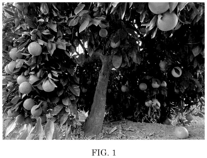 Figure 1 of US plant patent PP36515, the photograph of Val 1 printed in the patent.