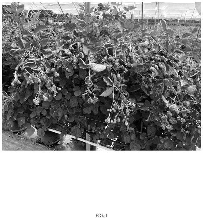 Figure 1 of US plant patent PP36516, the photograph of HFG B1902T printed in the patent.