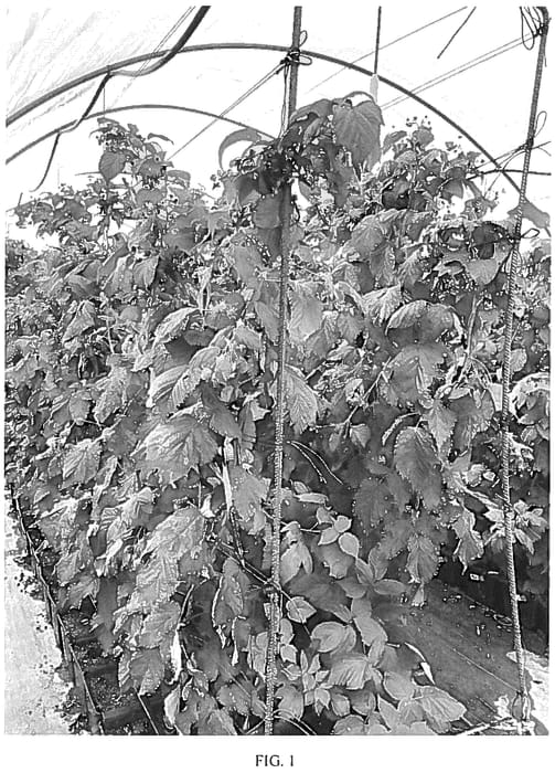 Figure 1 of US plant patent PP36517, the photograph of Simona printed in the patent.