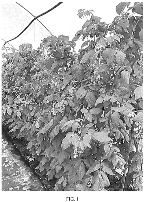 Figure 1 of US plant patent PP36518, the photograph of Stella printed in the patent.