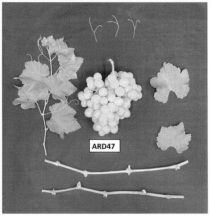 Figure 1 of US plant patent PP36519, the photograph of ARD47 printed in the patent.