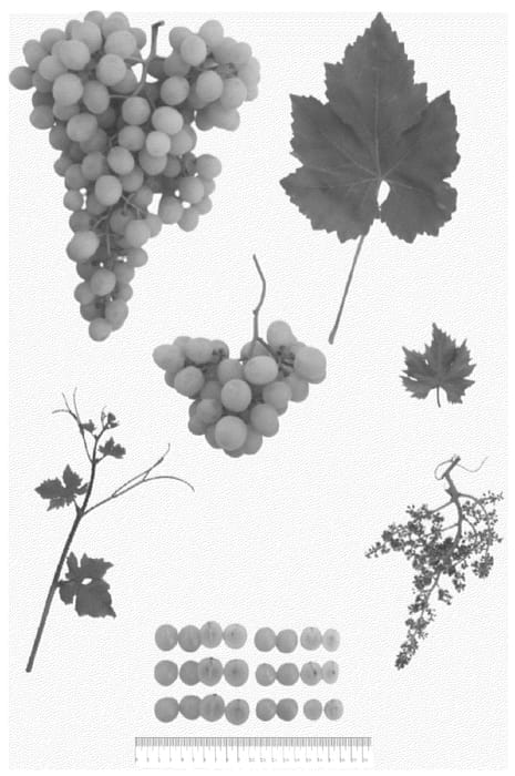 Figure 1 of US plant patent PP36520, the photograph of NAVSEL 44 printed in the patent.
