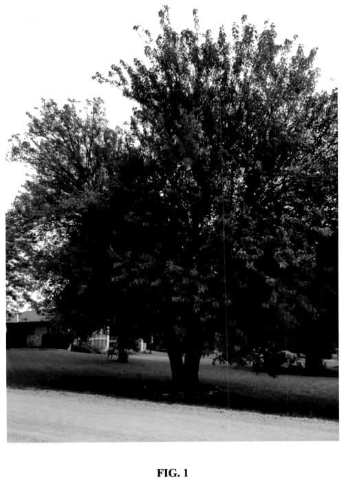 Figure 1 of US plant patent PP36521, the photograph of Hibbard printed in the patent.