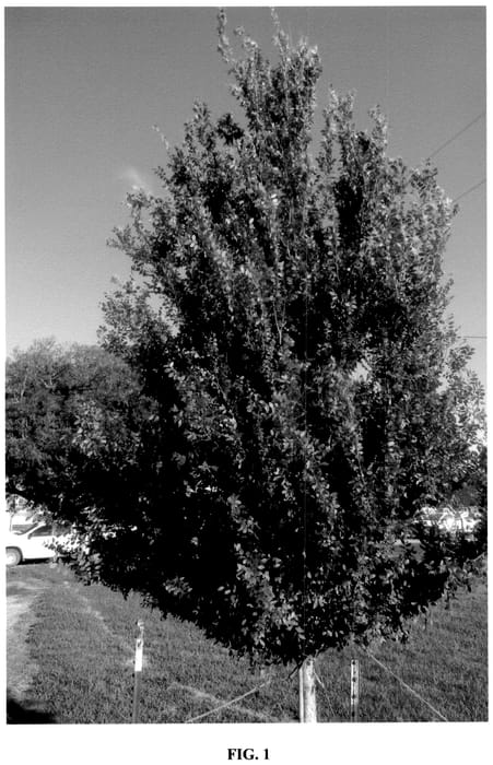 Figure 1 of US plant patent PP36522, the photograph of Everalan printed in the patent.