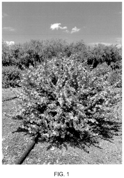 Figure 1 of US plant patent PP36523, the photograph of Little Lynn printed in the patent.