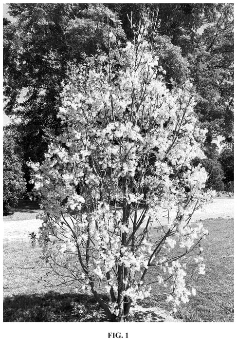 Figure 1 of US plant patent PP36524, the photograph of CVJMW printed in the patent.