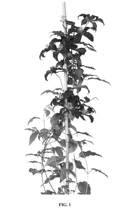 Figure 1 of US plant patent PP36525, the photograph of Zo23015 printed in the patent.