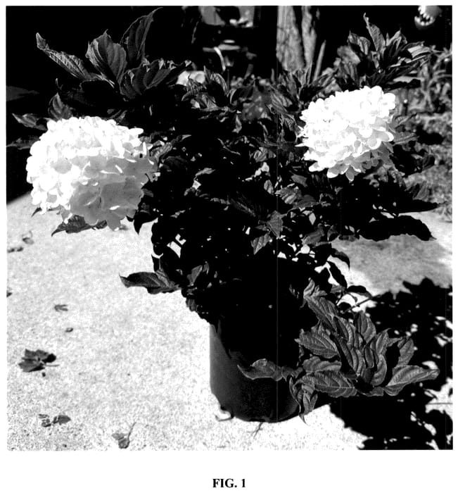 Figure 1 of US plant patent PP36526, the photograph of Bailpanthree printed in the patent.