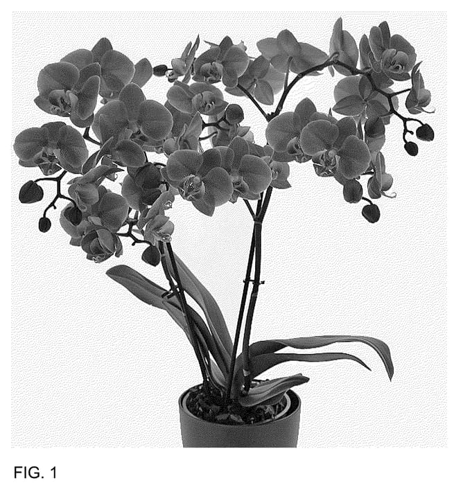 Figure 1 of US plant patent PP36527, the photograph of Forever Young printed in the patent.