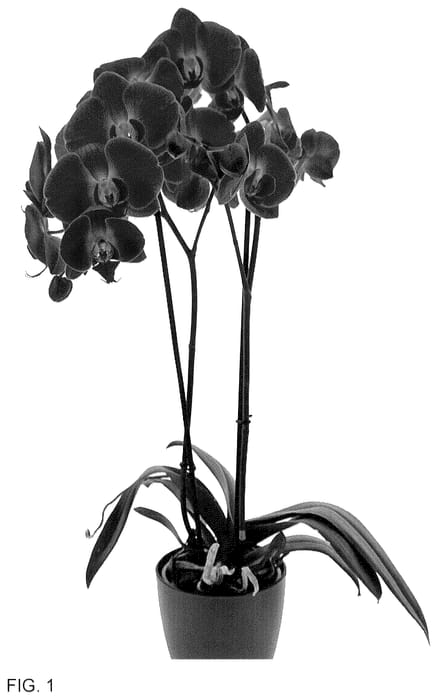 Figure 1 of US plant patent PP36528, the photograph of Glitzy printed in the patent.