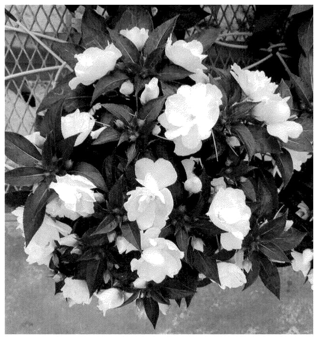 Figure 1 of US plant patent PP36529, the photograph of Dongiwilromwhi24 printed in the patent.