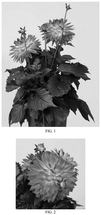 Figure 1 of US plant patent PP36530, the photograph of Baldadenast printed in the patent.