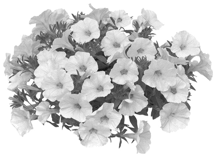Figure 1 of US plant patent PP36531, the photograph of KLECA23830 printed in the patent.