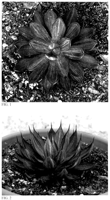 Figure 1 of US plant patent PP36532, the photograph of Living on a Prayer printed in the patent.