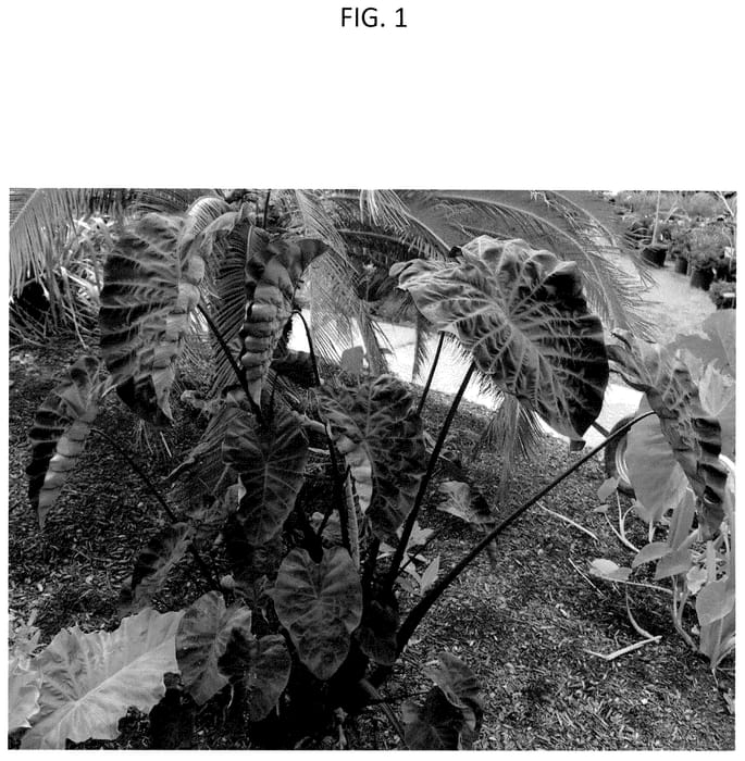 Figure 1 of US plant patent PP36533, the photograph of COPHANTO printed in the patent.