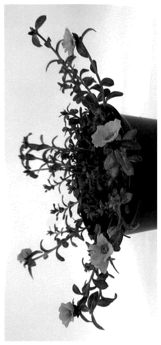 Figure 1 of US plant patent PP36534, the photograph of WGPORMM25 printed in the patent.