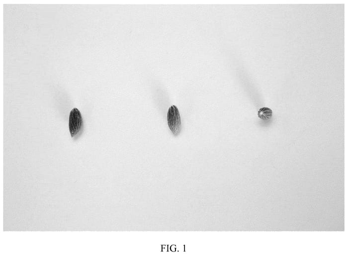Figure 1 of US plant patent PP36536, the photograph of I 46 printed in the patent.
