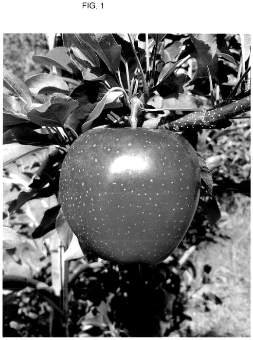 Figure 1 of US plant patent PP36537, the photograph of SA 1088 printed in the patent.
