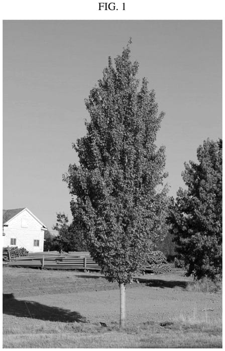 Figure 1 of US plant patent PP36538, the photograph of WW Warren printed in the patent.