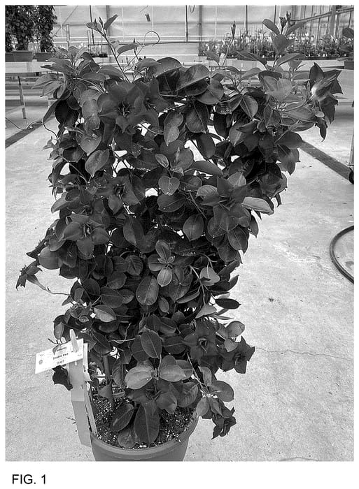 Figure 1 of US plant patent PP36539, the photograph of Sunpa 423 printed in the patent.