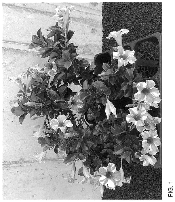 Figure 1 of US plant patent PP36540, the photograph of Sunpa 13872 printed in the patent.
