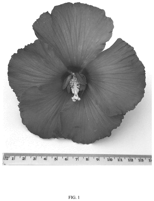 Figure 1 of US plant patent PP36541, the photograph of WALHIRHAP printed in the patent.