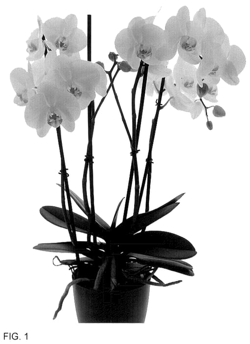 Figure 1 of US plant patent PP36542, the photograph of PHA568949 printed in the patent.