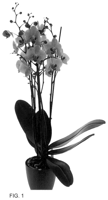 Figure 1 of US plant patent PP36543, the photograph of PHA899665 printed in the patent.