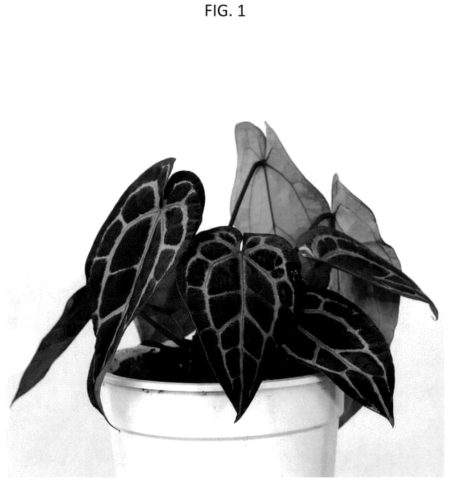 Figure 1 of US plant patent PP36544, the photograph of BLOCANTMIC printed in the patent.