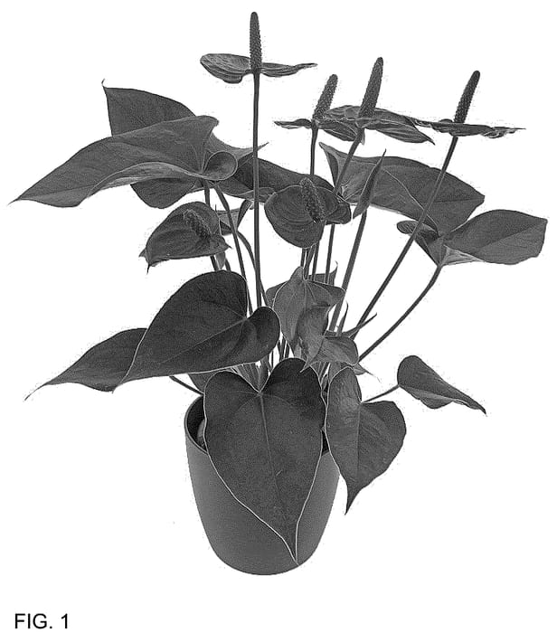 Figure 1 of US plant patent PP36545, the photograph of AN2736215 printed in the patent.