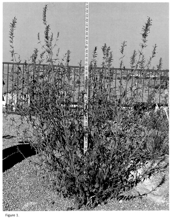 Figure 1 of US plant patent PP36546, the photograph of Sierra Purple printed in the patent.